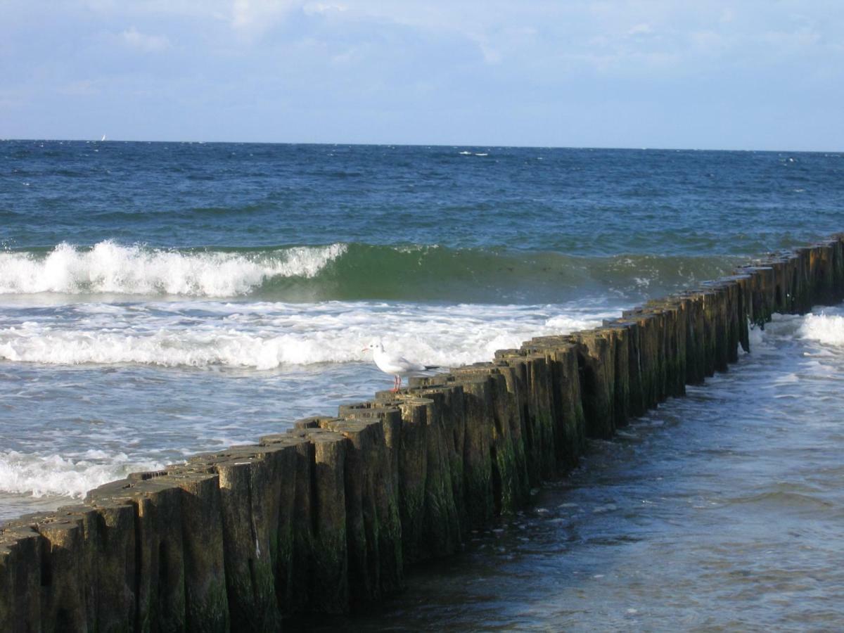 "Strand-Gut" Бёргеренде-Ретвиш Экстерьер фото